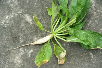 High angle view of daikon radish on walkway