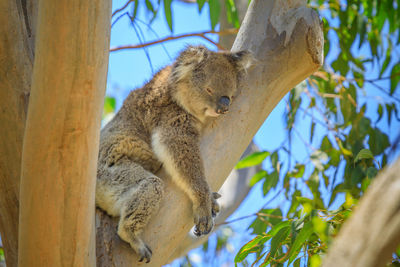 Low angle view of animal sitting on tree trunk