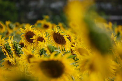 Close-up of yellow flowering plant on field