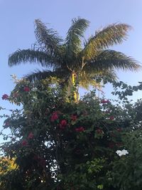 Low angle view of flowering plants against sky