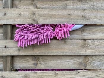 High angle view of pink flowers on table