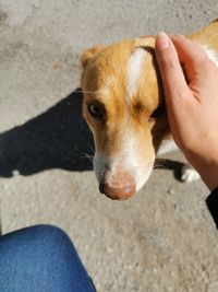 High angle view of hand holding dog