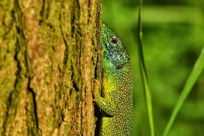 Close-up of lizard on tree