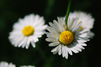 Close-up of white daisy flower