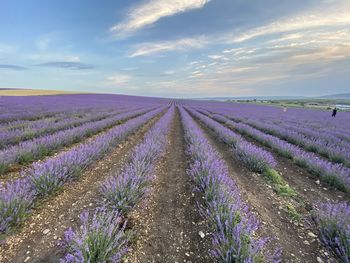 Scenic view of lavender field against sky