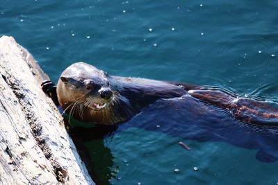 High angle view of  otter in ocean