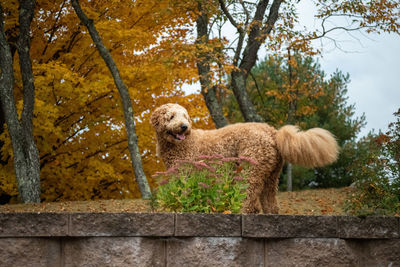 Low angle view of dog standing against trees