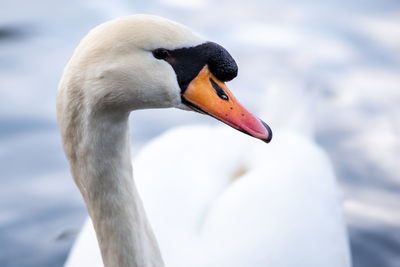 Close-up of swan