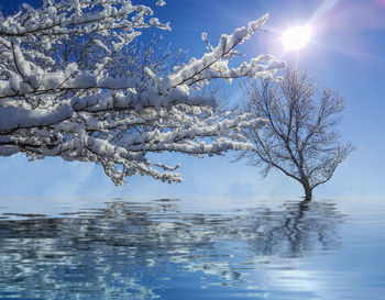 Frozen tree against sky during winter