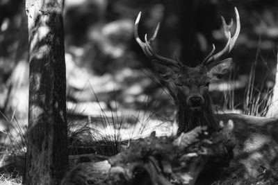 Close-up of deer on field in forest