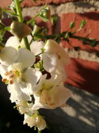 Close-up of white flower