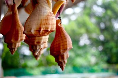 Close-up of crab hanging on tree