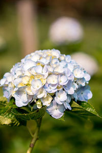 Close-up of white hydrangea flowers