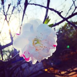 Close-up of pink flowers blooming in park