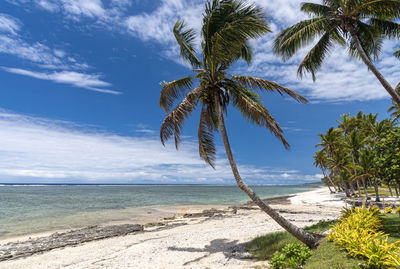 Palm trees on beach against sky