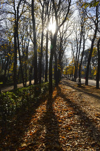 Trees in sunlight