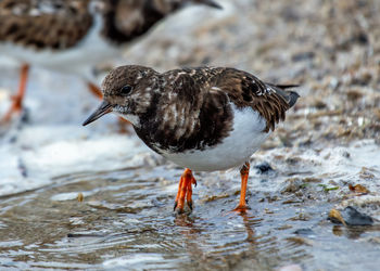 Close-up of bird perching on beach