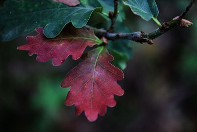 Close-up of plant against white background