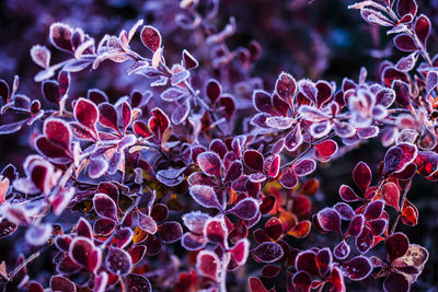 Close-up of purple flowering plant