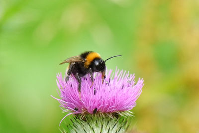 Close-up of bee on purple flower