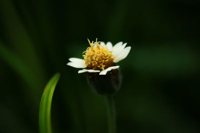 Close-up of white flowering plant
