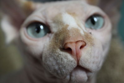 Close-up portrait of dog