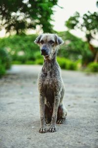 Portrait of dog sitting on road