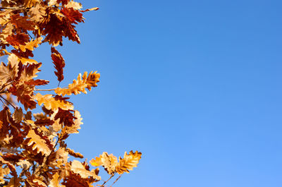 Low angle view of autumnal tree against clear blue sky