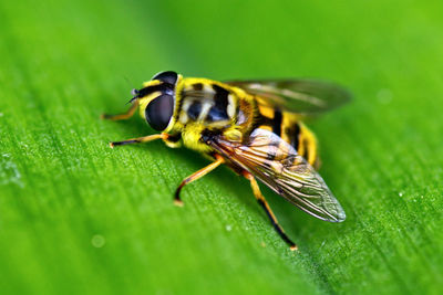 Close-up of bee on leaf
