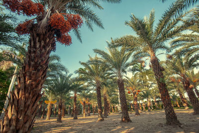 Palm trees on field against sky