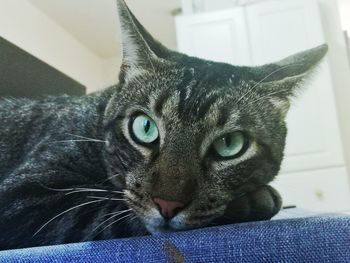 Close-up portrait of cat sitting at home