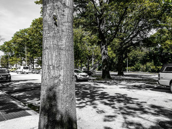 Trees by road in city