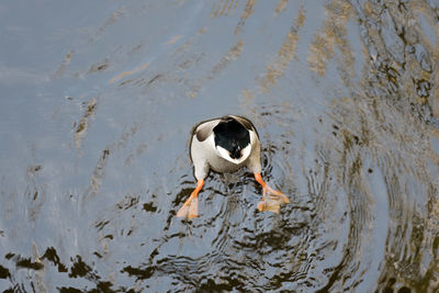 High angle rear view of duck grazing in lake