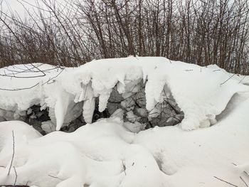 Snow covered land and trees