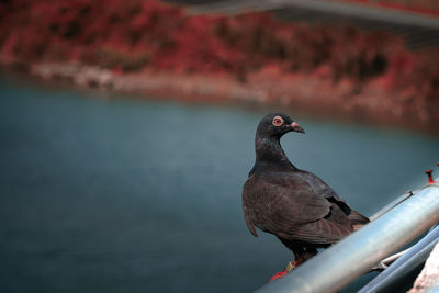 Close-up of bird perching on a lake