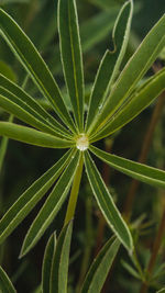 High angle view of plant