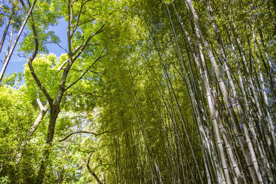 Low angle view of bamboo trees in forest