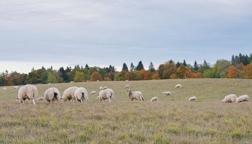 Sheep grazing on field against sky