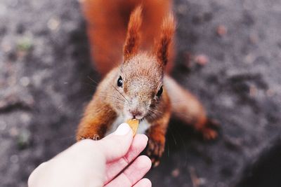 Close-up of hand feeding squirrel