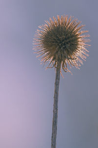 Low angle view of dandelion against sky