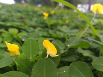 Close-up of yellow flowers blooming outdoors