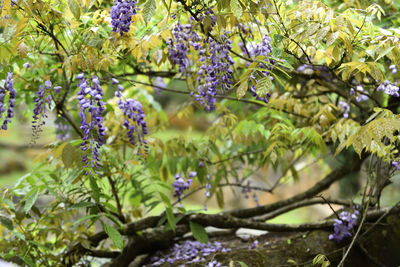 Close-up of purple flowering plant