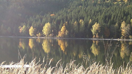 Reflection of trees in water