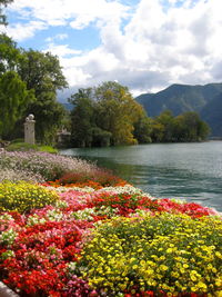 View of multi colored flowers blooming by trees against sky