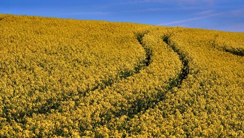 Raps field with tractor  track