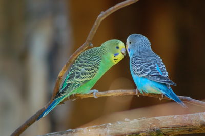 Close-up of budgerigars perching on stem