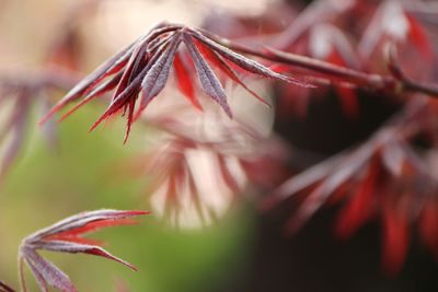 Close-up of red flower