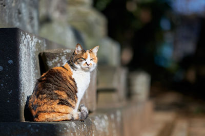 Cat sitting on stone looking backwards