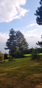 Trees on field against sky