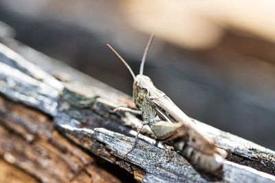 Close-up of insect on wood